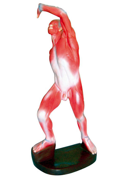 人體淺層運(yùn)動(dòng)肌肉解剖模型